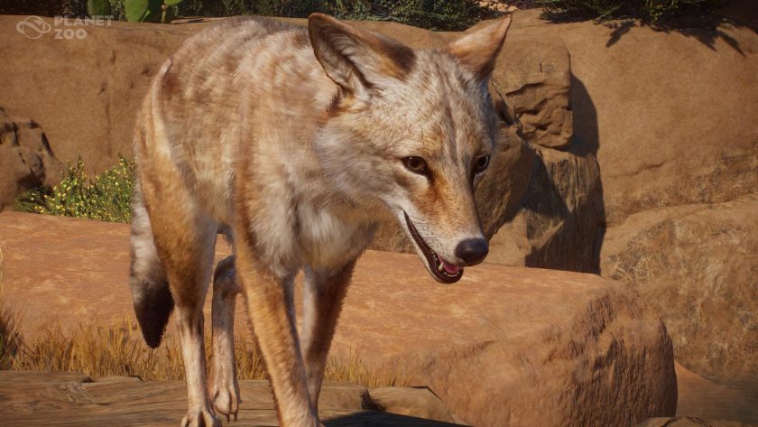 Planet Zoo: Americas Animal Pack - Coyote