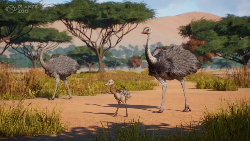 Planet Zoo - Americas Animal Pack - Greater Rhea