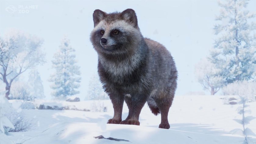 Japanese Racoon Dog