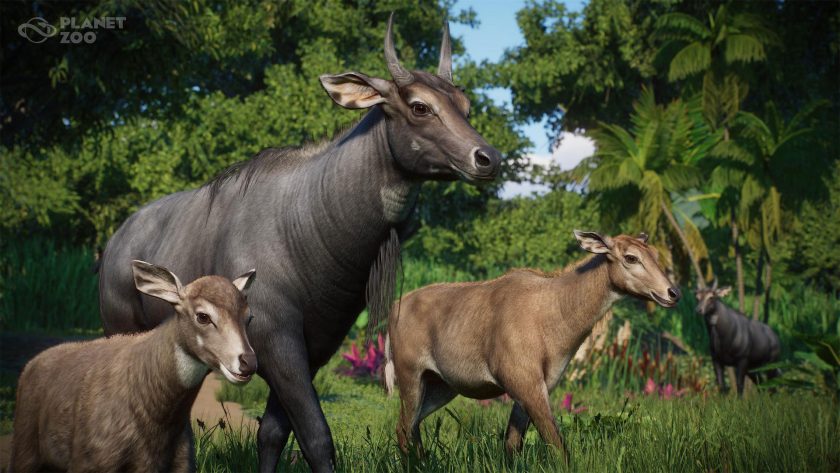 Nilgai