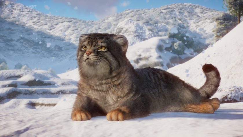 Planet Zoo: Console Edition - Zookeepers Pack - Pallas Cat