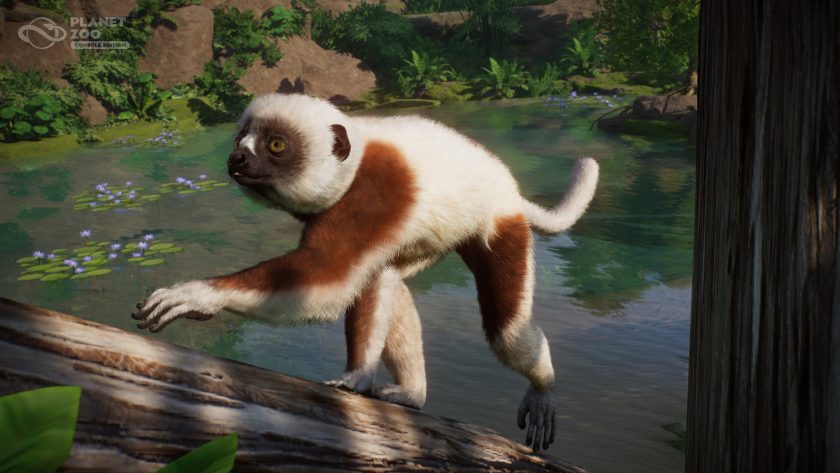 Planet Zoo: Console Edition - Zookeepers Pack - Sifaka